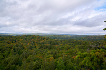 Naklejka premium forest in the mountains