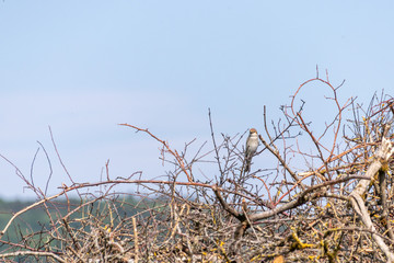 Neunt&ouml;terweibchen in ihrem typischen Habitat