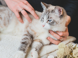 Light massaging touches of the Siamese cat's body. Massage technique.