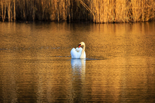 single swan at sunrise, golden water at sky lakes Plothen Germany