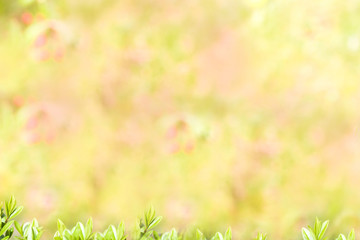 Obraz na płótnie Canvas Spring or summer abstract season nature background with grass and bokeh. shrub border