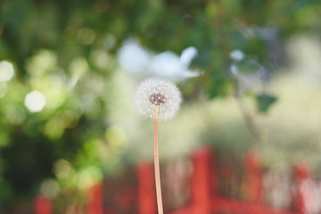 Dandelion in the foreground with nature and color for us to blow and make a personal wish. © Cubodeluz