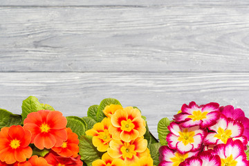 primroses are the first flowers that bloom in early spring, the place for the inscription. gift.