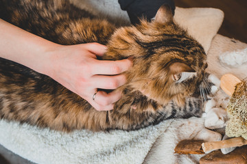 Massage movements around the neck of the tabby cat. Massage technique.