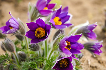 Fototapeta premium Beautiful first spring flowers crocuses bloom under bright sunlight. Selective focus.