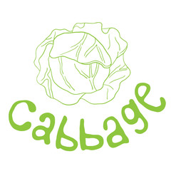 Stylized outline vector cabbage colorful isolated illustration. Organic vegetarian product. Vector for design packaging, wrapping, background, banner, poster, notebook.
