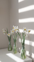 narcissus, white flowers, flowers on the table, spring flowers