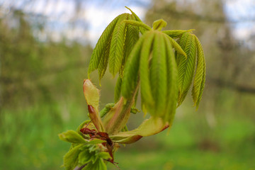 Young leaves and branches of a chestnut tree in the spring. Selective focus.