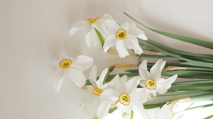 narcissus, white flowers, flowers on the table, spring flowers