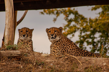  two wild cheetahs look into the distance in the wild © svetjekolem