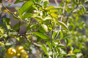 Limones verdes con hojas el su entorno y el fondo desenfocado, colores naturales y suaves.
