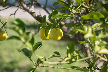 Limones amarillos rodeados de hojas verdes, todo el ambiente es natural y con una luz muy suave