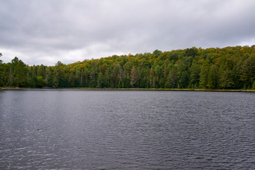 lake and forest