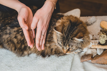 Massage the ribs of your palms over the body of the tabby cat. The view from the top.