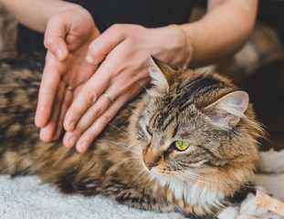 Massage movements with the edges of the palms of the hands in the back of the Siberian cat