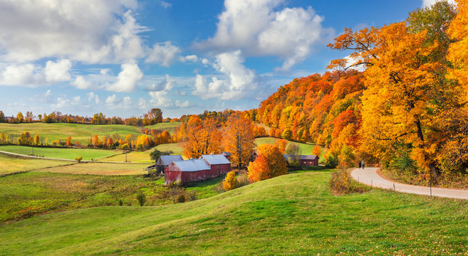 Brilliant golden fall colors in Vermont Countryside farm during Autumn near Woodstock