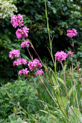 Gewöhnliche Pechnelke (Silene viscaria) , Blütenstand mit rosa Blüten