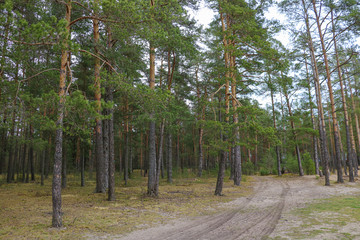 Obraz premium Beautiful young not dense fir and pine forest. Selective focus.