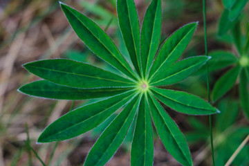 Fototapeta na wymiar Lupine plant before flowers, green star shaped leaves, nature background.