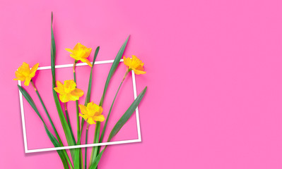 Set of beautiful yellow daffodils lie on pink background.