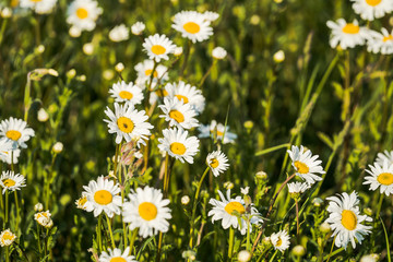 Fototapeta premium Field of colourful dasies in blossom at spring
