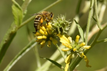 Bee on Flower