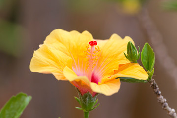 hibiscus flower in spring