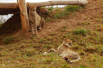  cheetahs in the wild reserve in summer on a sunny day © svetjekolem