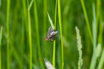 Two gray flesh flies   mating on a plant in nature