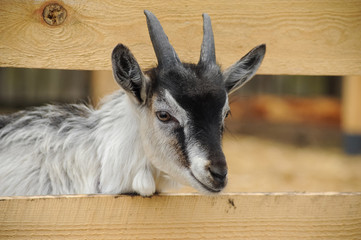 Little goat on a private farm in the village