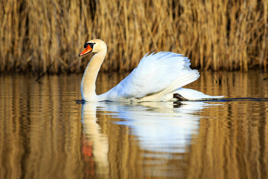 single swan at sunrise, golden water at sky lakes Plothen Germany