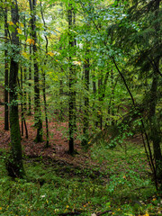 Wald bei der Kaskadenschlucht in der Rhön