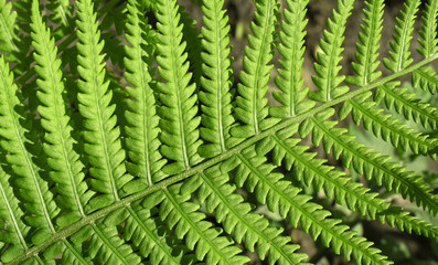 Fototapeta na wymiar Fern leaves background, cropped image, top view, close-up