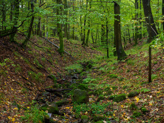Obraz premium Wald bei der Kaskadenschlucht in der Rhön