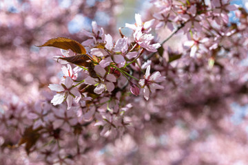 Cherry blossom, also called Sakura.
Spring cherry flowers, pink flowers
Selective focus, stylized photo.