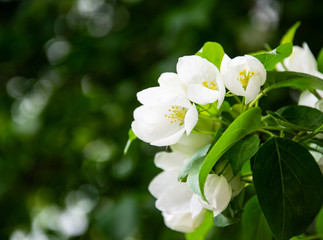 Obraz na płótnie Canvas white flowers on green background