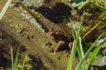 American Toad sitting on a log after emerging from a shallow pond. 