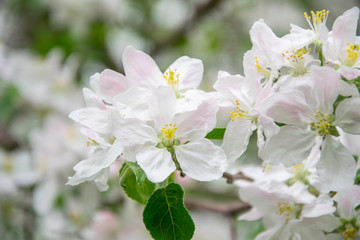 Obraz premium blooming apple tree