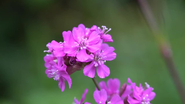 Gewöhnliche Pechnelke (Silene viscaria) , Blütenstand mit rosa Blüten