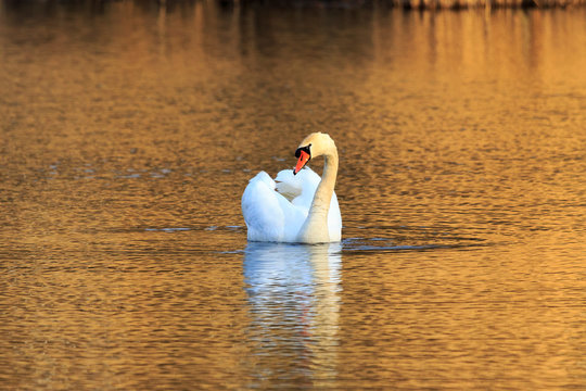 single swan at sunrise, golden water at sky lakes Plothen Germany