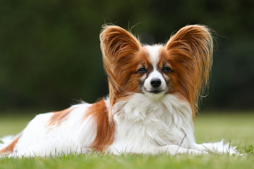 Papillon stehen auf einer grünen Wiese