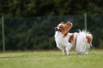 Papillon stehen auf einer grünen Wiese