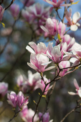Fototapeta na wymiar Pink and white magnolias in the garden