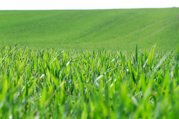 Beautiful green wheat fields in Ukraine. Green wheat sprouts in a field, close-up.
