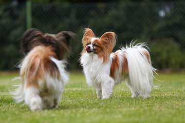 Papillon stehen auf einer grünen Wiese