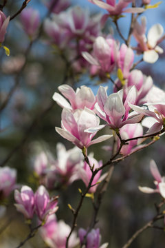 Pink and white magnolias in the garden