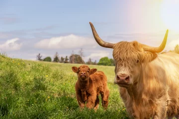 Photo sur Plexiglas Highlander écossais Bébé vache veau brun et sa mère regardant dans l& 39 appareil photo. Concept respectueux des animaux et écologique.