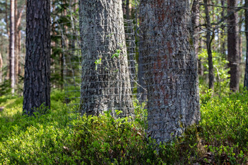 Deciduous tree trunks wrapped in metal mesh. Protection of trees in the forest against rodents and beaver.