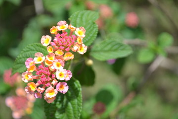 red and yellow flowers