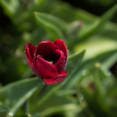red tulip with dew drops